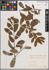 Foto von Salix daphnoides Vill.